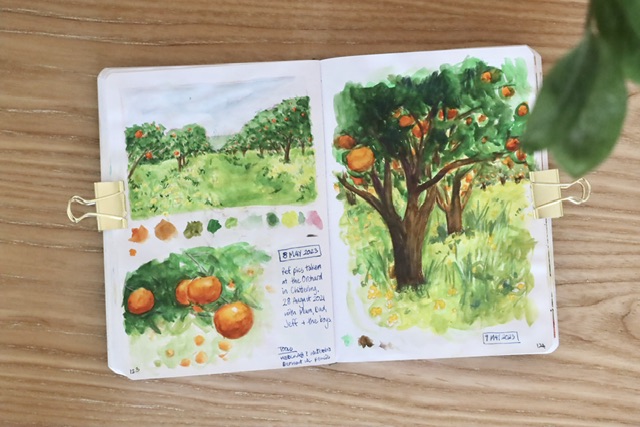 watercolour paintings of orange orchards