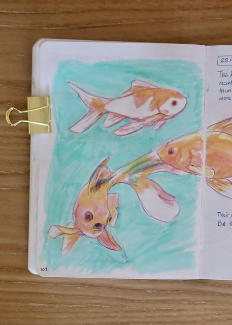highlighter sketch of goldfishes